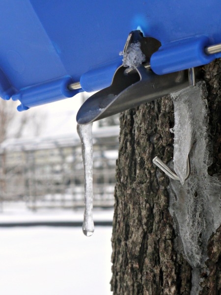 Have a maple tree or two? Hope you give syrup making a try, 'cause backyard maple sugaring is fun!