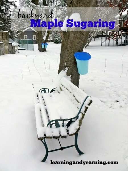 Have a maple tree or two? Hope you give syrup making a try, 'cause backyard maple sugaring is fun!