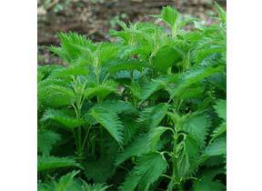 nettle_seeds-product_1x-1403644434