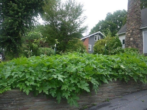 acorn squash in a wood chip garden