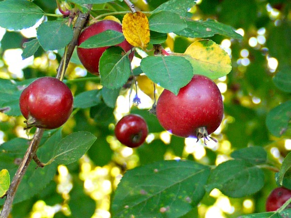 Crabapple jelly is one of the easiest to make; no pectin is required because the crabapples themselves have plenty of their own!