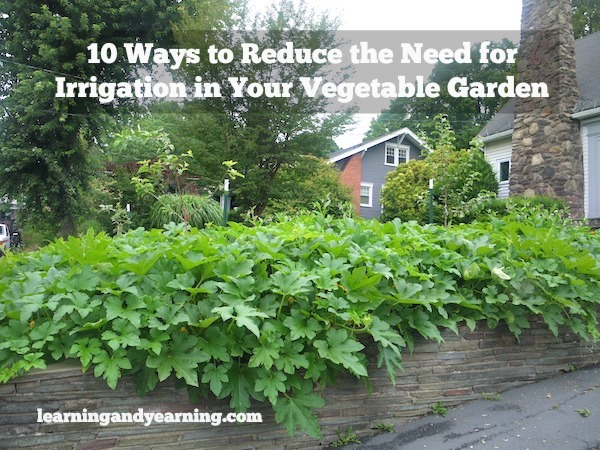 Here are 10 ways that you can begin to use right now to reduce the need for irrigation in your garden.