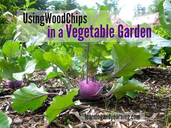 Using Wood Chip Mulch in a Vegetable Garden