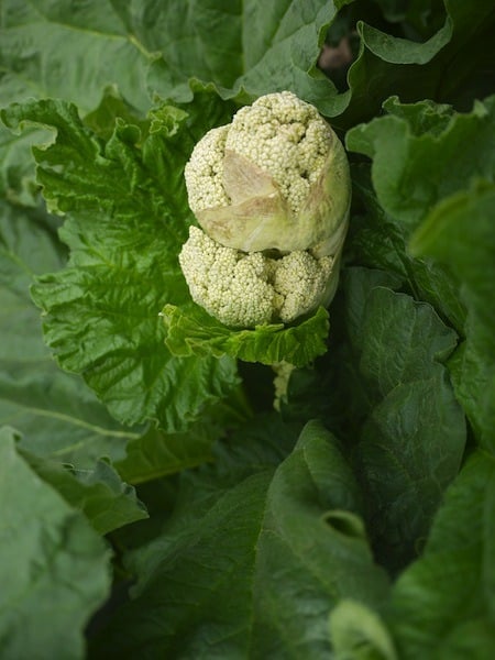 rhubarb flower