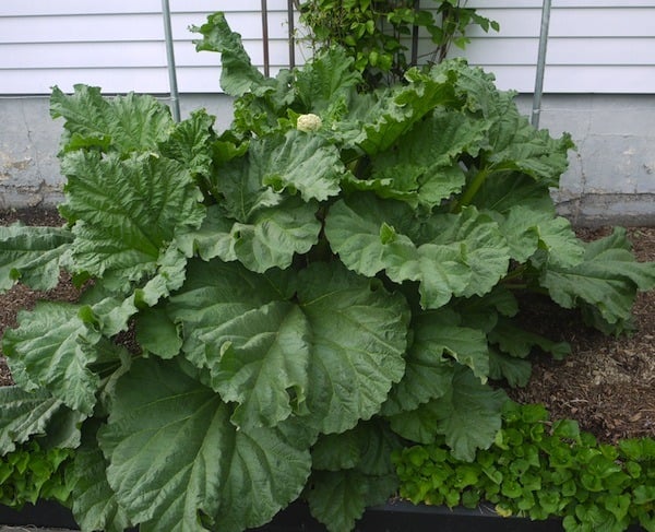 rhubarb plant