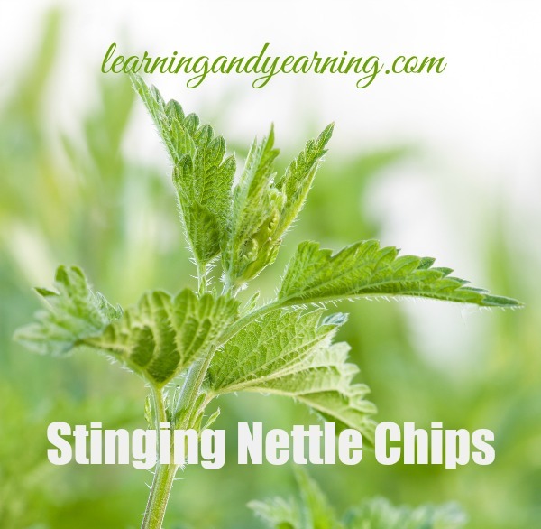 Move over kale. Make room for stinging nettle chips!!!