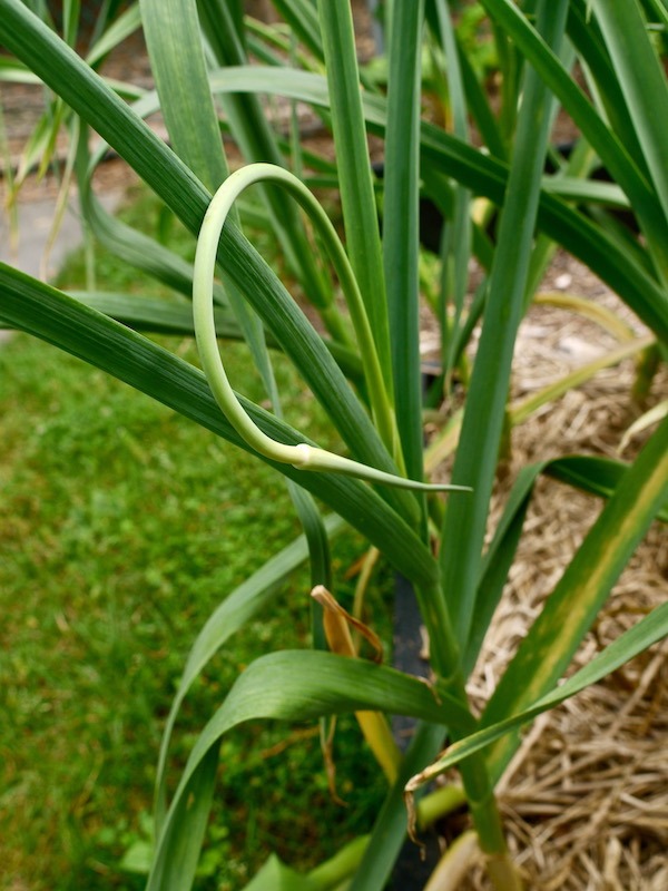 garlic scapes in the garden
