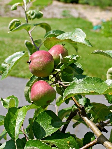 Has it been a great year for apples? Learn how to use them to make apple sugar to sweeten winter treats. 