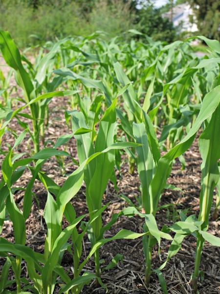 corn plants mulched with wood chips in back-to-eden garden