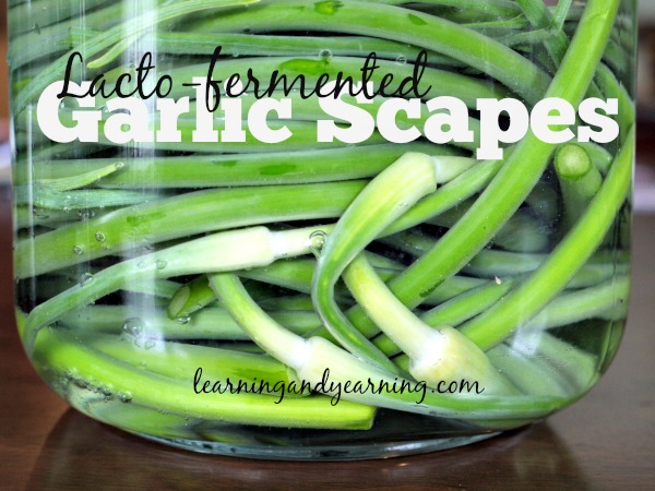 lacto-fermented garlic scapes