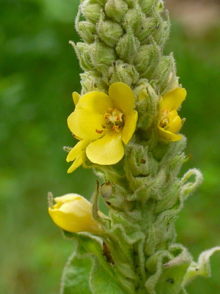 mullein edible flower medicinal flower
