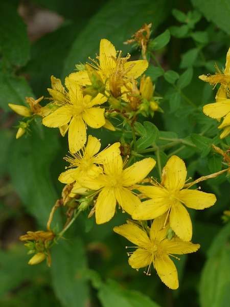 st john's wort