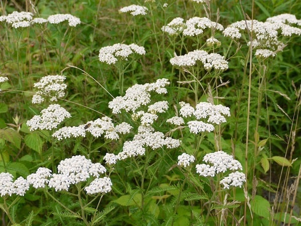 yarrow