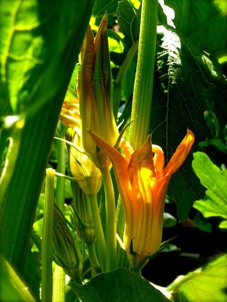 zucchini blossom