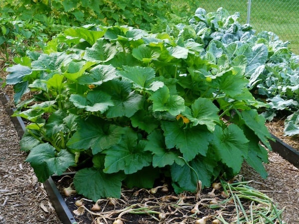 Dehydrating zucchini is a great way to preserve it for winter use in soups, stews, and even chili!