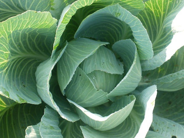 Homegrown cabbage is just what you need for amazing cabbage soup with bone broth