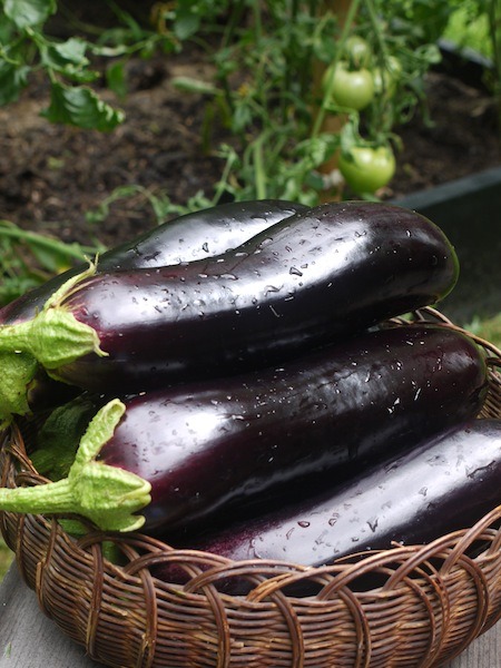 eggplant for dehydrating to be dehydrated