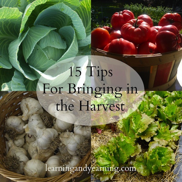 For gardeners, the harvest is the sweet reward of our labors. Here are 15 tips to help ensure a bountiful harvest. 