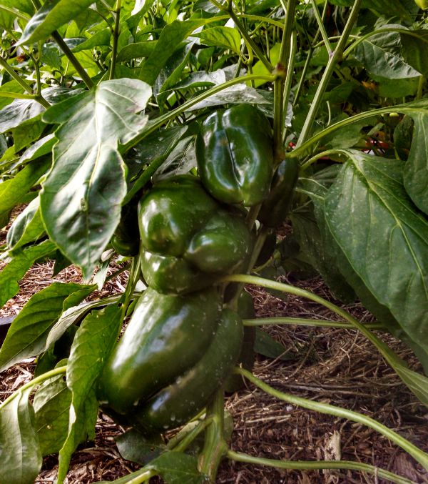 Green Peppers to be dehydrated