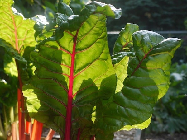 swiss chard for dehydrating to be dehydrated