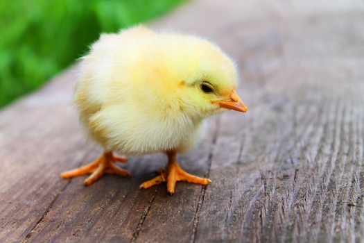 animal-easter-chick-chicken-medium