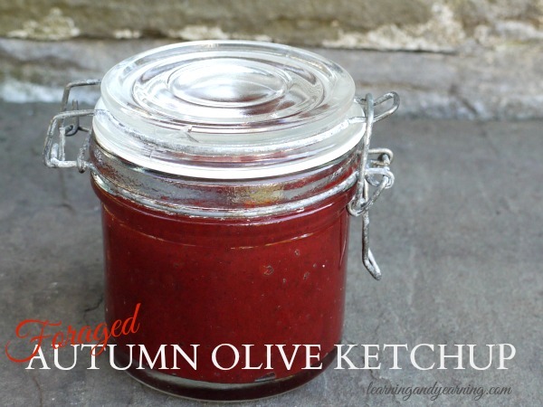 If you live in the eastern half of the United States it’s likely that autumn olive grows in your area. It's so easy to forage and the puree is perfect for making a tasty autumn olive ketchup!