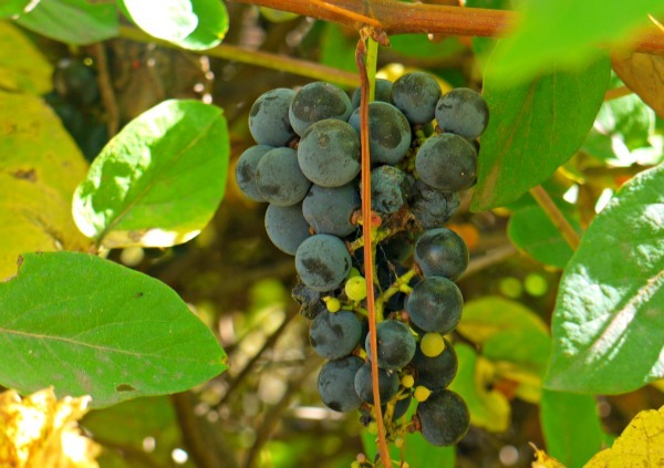 Learn to make fermented grape juice to preserve the harvest and add probiotics to your diet. It's easy to make and amazingly delicious!