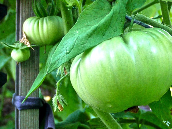 Lots of green tomatoes? Fermentation is a great way to preserve the harvest and add probiotics to your diet. And making fermented green tomatoes is easy.