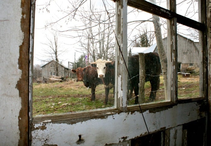 More and more families are choosing to purchase beef directly from a local farmer. It's important to them to know where their food is coming from, and how it is raised. For many of us, that can be an overwhelming task - we weren't raised on a farm, and we don't always know the terminology, much less what questions to ask.