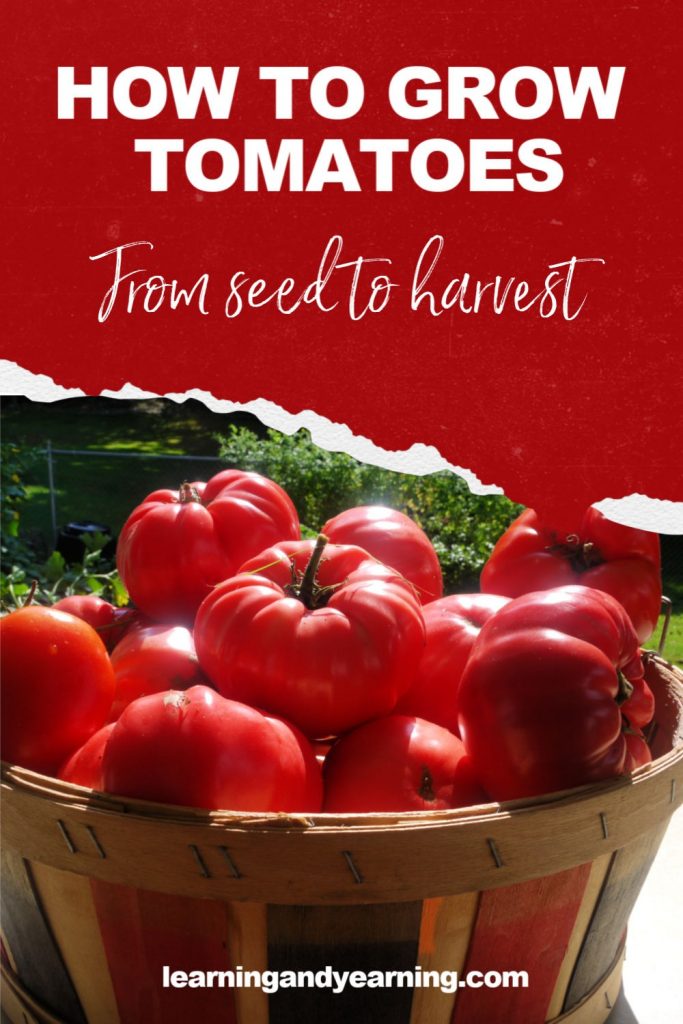 How to Grow Tomatoes: From Seed to Harvest