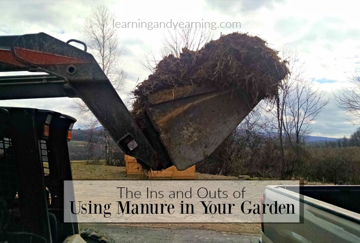 Learn the ins and outs of using manure in your garden, and important questions to ask your farmer to be sure your manure is safe. 