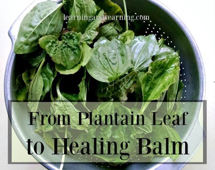 Learn to make a plantain leaf healing balm for insect bites, poison ivy, burns, cuts and more!