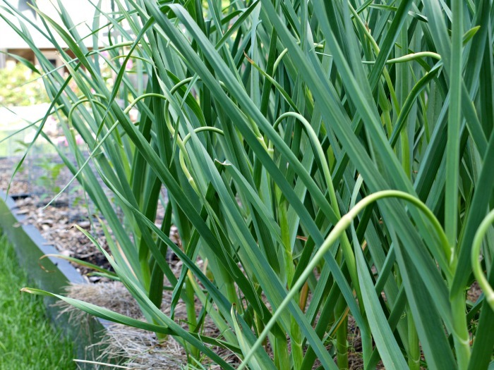 Are you growing hardneck garlic? Use the scapes to make a delicious scape infused olive oil. It's great in dressings, for dipping, and more!