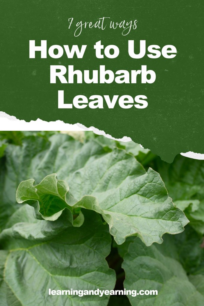 7 great ways to use rhubarb leaves!