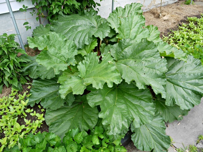 rhubarb leaves