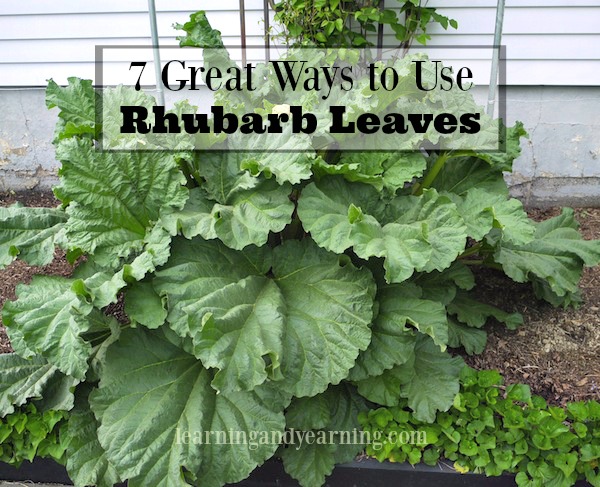 How to make a rhubarb leaf birdbath