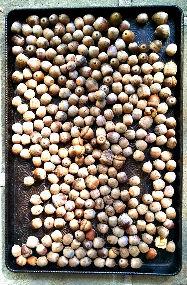 acorns-in-tray