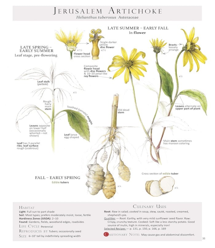 illustration of Jerusalem Artichoke-Helianthus tuberosus