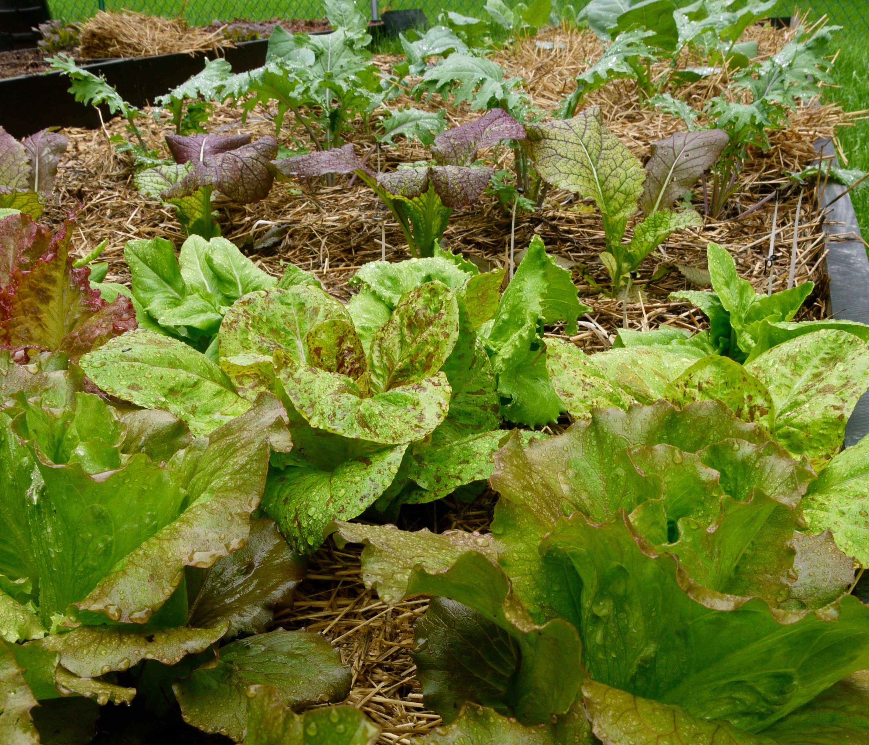 Hay vs. Straw in the Garden: Which is Better?