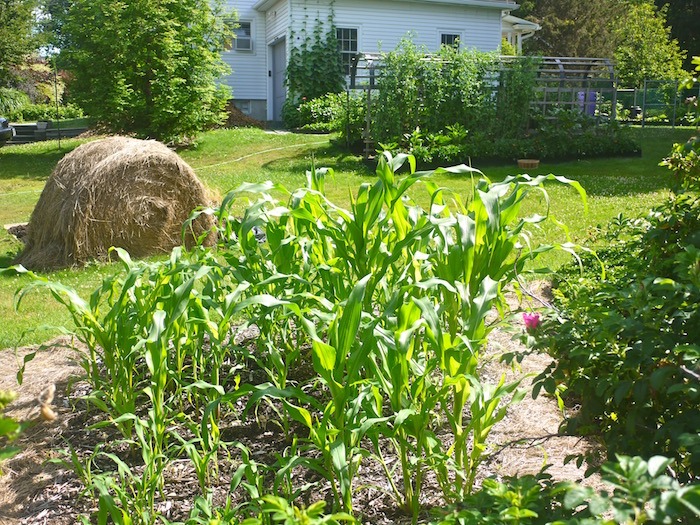 hay used for lasagna garden layers