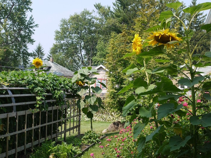 Lasagna Gardening An Easy And Productive Way To Garden