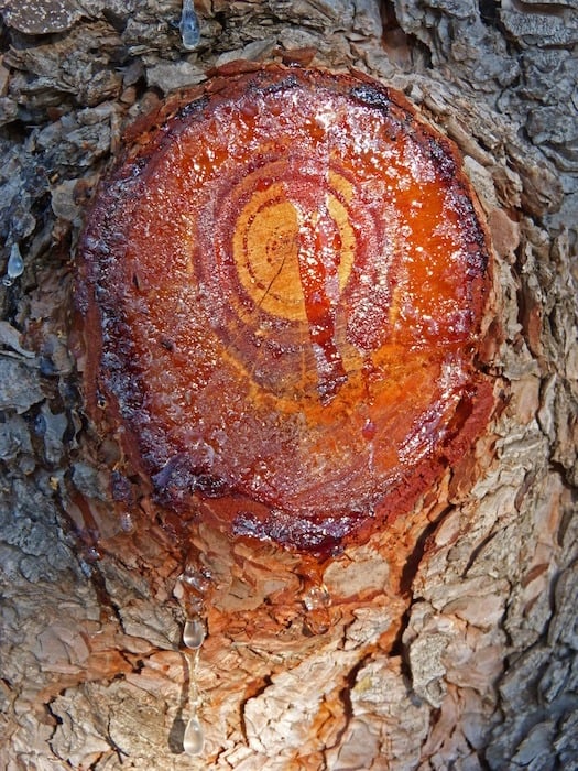 Pine Sap 