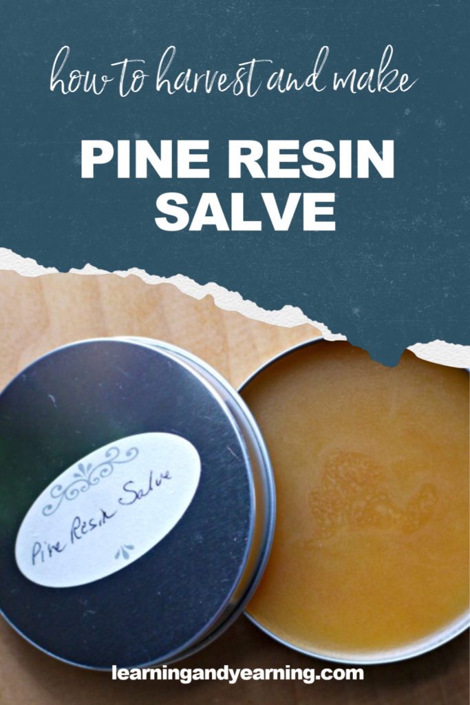 How to harvest pine resin to make your own healing salve!