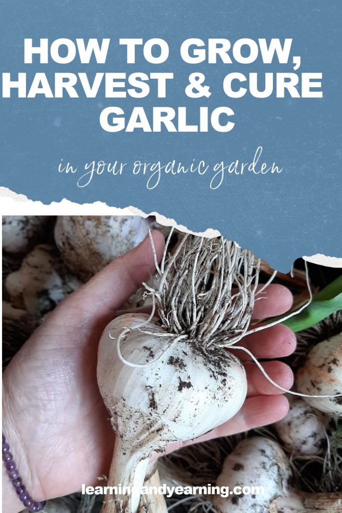 How to grow, harvest, and cure garlic!