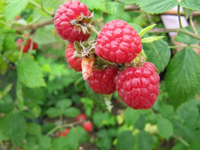 raspberries growing