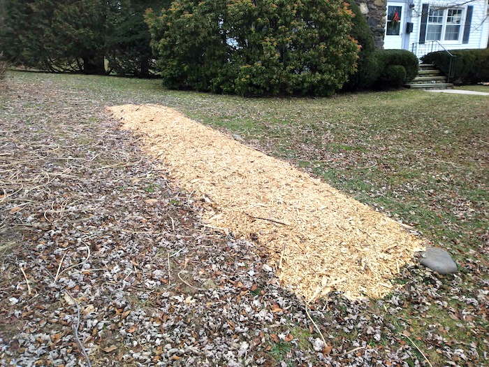 wood chip mulch on raspberry bed