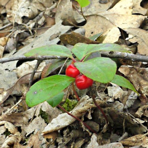 wintergreen (teaberry)