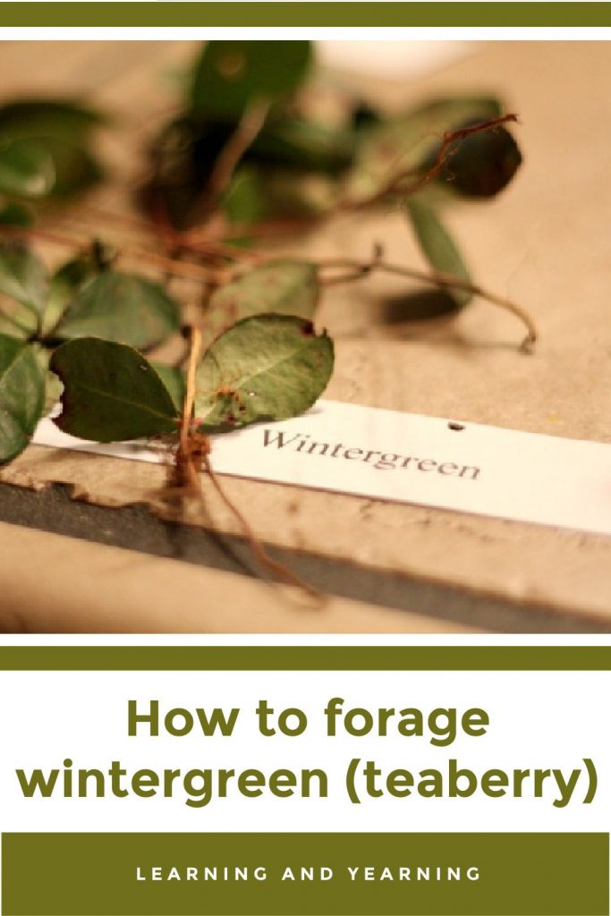 How to forage wintergreen!