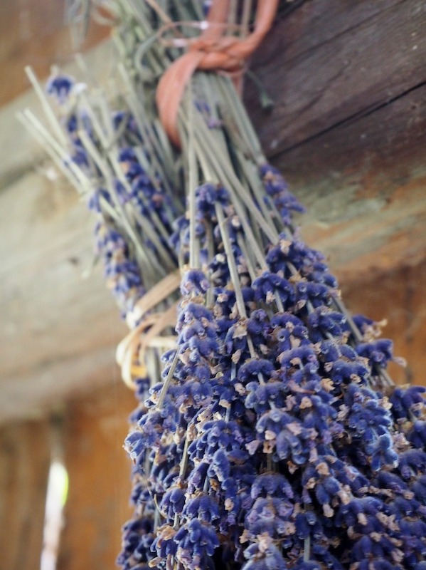 lavender edible flower medicinal flower