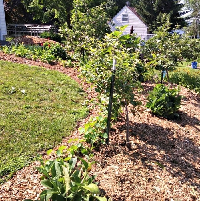 Using wood clearance chips